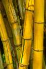 Detail of golden bamboo Art Print